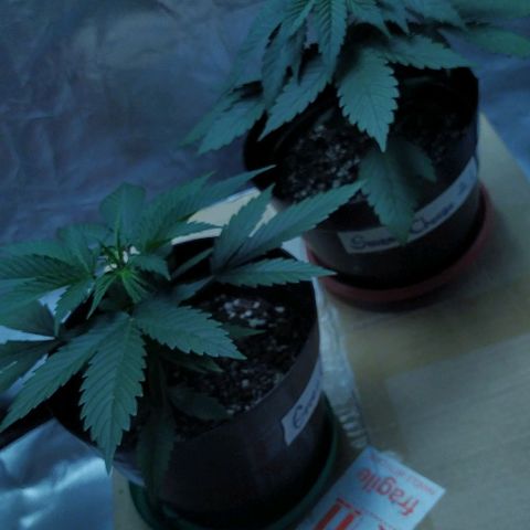 Sweet growlog timeline photo