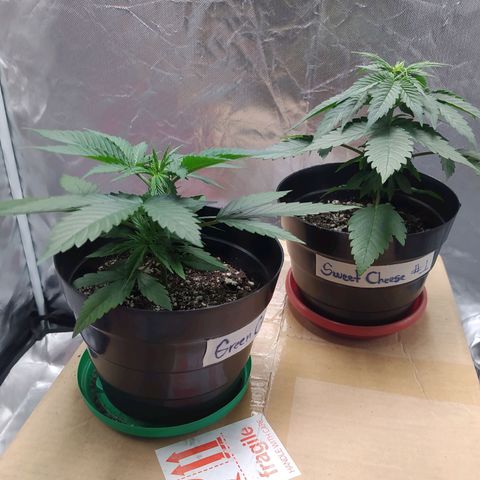 Sweet growlog timeline photo