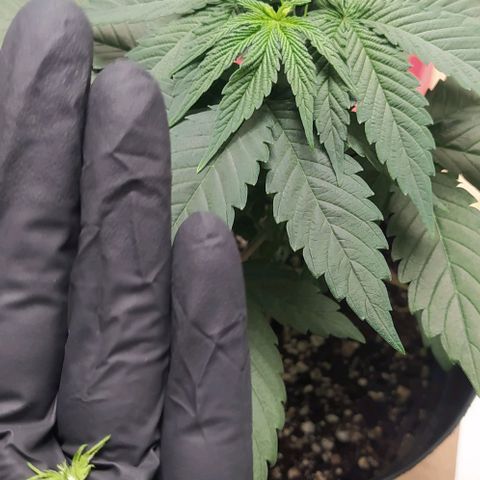 Sweet growlog photo: Topping hecho en ambas plantas

Les daré un par de días de recuperación y dependiendo de que tanto crezca, se les hará su debido transplante
