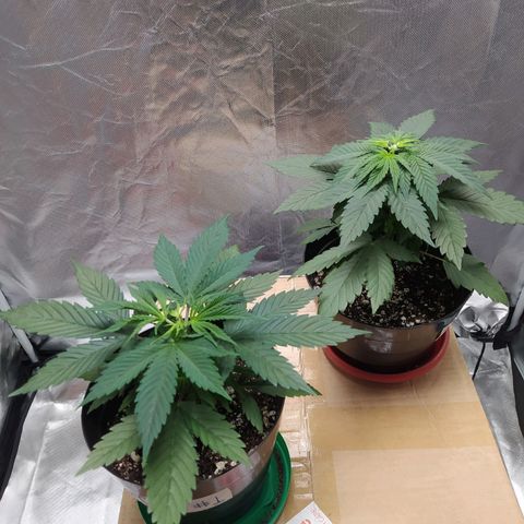 Sweet growlog photo: Topping hecho en ambas plantas

Les daré un par de días de recuperación y dependiendo de que tanto crezca, se les hará su debido transplante
