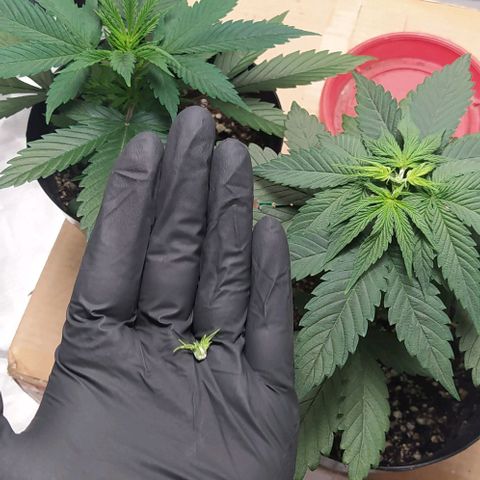 Sweet growlog photo: Topping hecho en ambas plantas

Les daré un par de días de recuperación y dependiendo de que tanto crezca, se les hará su debido transplante
