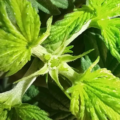 Sweet growlog photo: Topping hecho en ambas plantas

Les daré un par de días de recuperación y dependiendo de que tanto crezca, se les hará su debido transplante
