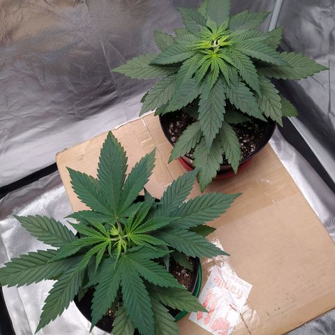 Sweet growlog photo: Topping hecho en ambas plantas

Les daré un par de días de recuperación y dependiendo de que tanto crezca, se les hará su debido transplante

