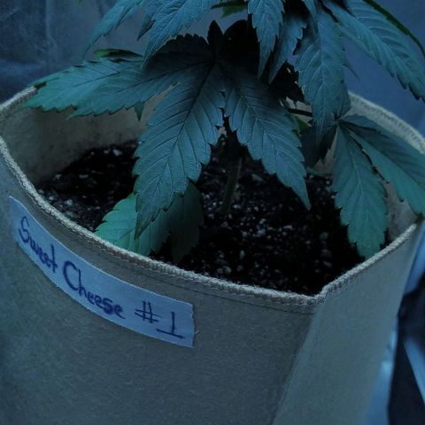 Sweet growlog timeline photo