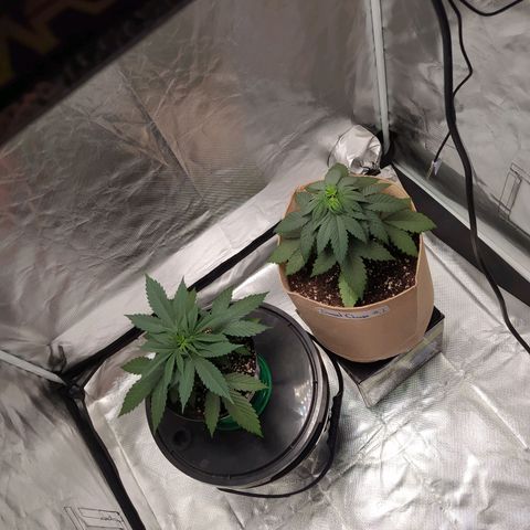 Sweet growlog photo: Transplante, riego.