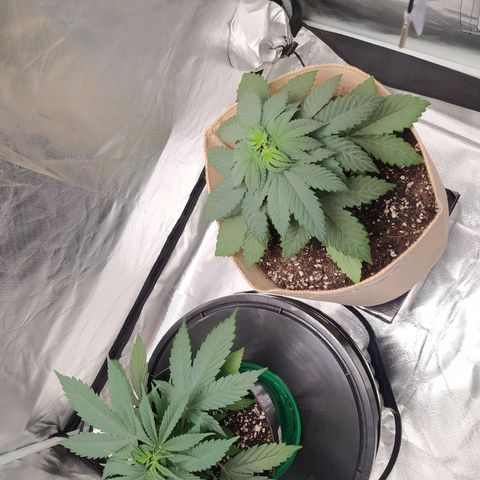 Sweet growlog photo: Transplante, riego.