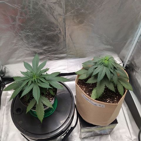 Sweet growlog photo: Transplante, riego.