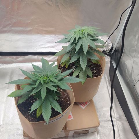 Sweet growlog photo: Ambas plantas están en 3gallon pots.

Sweet Cheese se muestra más alta que GC

Ambas muestran unas hojas bastante gruesas, tirando casi a indicas.

Igualmente veremos cómo se sigue desarrollando 