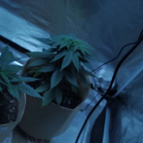 Sweet growlog photo: Ambas plantas están en 3gallon pots.

Sweet Cheese se muestra más alta que GC

Ambas muestran unas hojas bastante gruesas, tirando casi a indicas.

Igualmente veremos cómo se sigue desarrollando 