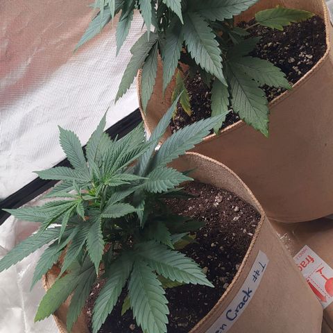Sweet growlog photo: Ambas plantas están en 3gallon pots.

Sweet Cheese se muestra más alta que GC

Ambas muestran unas hojas bastante gruesas, tirando casi a indicas.

Igualmente veremos cómo se sigue desarrollando 