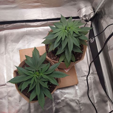 Sweet growlog photo: Ambas plantas están en 3gallon pots.

Sweet Cheese se muestra más alta que GC

Ambas muestran unas hojas bastante gruesas, tirando casi a indicas.

Igualmente veremos cómo se sigue desarrollando 