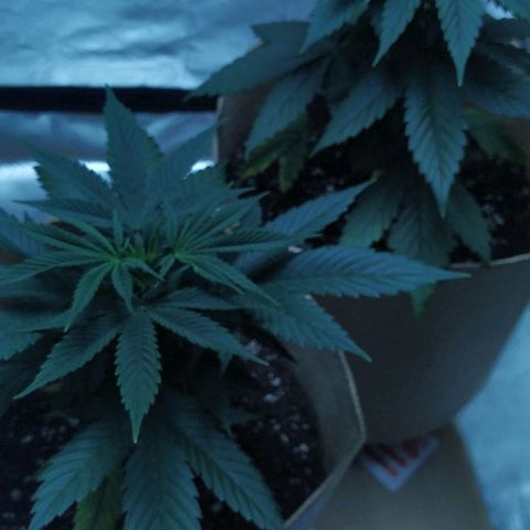 Sweet growlog photo: Ambas plantas están en 3gallon pots.

Sweet Cheese se muestra más alta que GC

Ambas muestran unas hojas bastante gruesas, tirando casi a indicas.

Igualmente veremos cómo se sigue desarrollando 