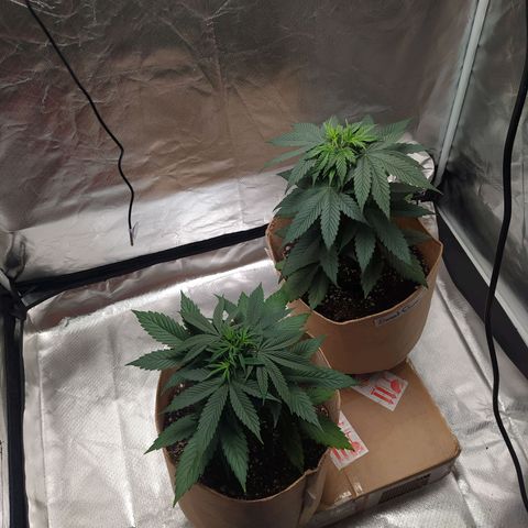Sweet growlog photo: Both plants show transplant being successful and are taking back the nutrients for growing

Topping has shown it's results forming 2 new top collas on both plants.

Green crack is not that big now, is kinda bushy but sweet cheese has shown rapid growth and is the tallest of the tent.
