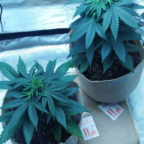 Sweet growlog photo: Both plants show transplant being successful and are taking back the nutrients for growing

Topping has shown it's results forming 2 new top collas on both plants.

Green crack is not that big now, is kinda bushy but sweet cheese has shown rapid growth and is the tallest of the tent.