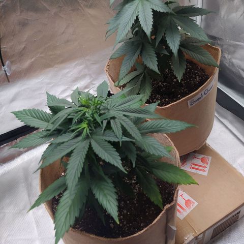 Sweet growlog photo: Both plants show transplant being successful and are taking back the nutrients for growing

Topping has shown it's results forming 2 new top collas on both plants.

Green crack is not that big now, is kinda bushy but sweet cheese has shown rapid growth and is the tallest of the tent.