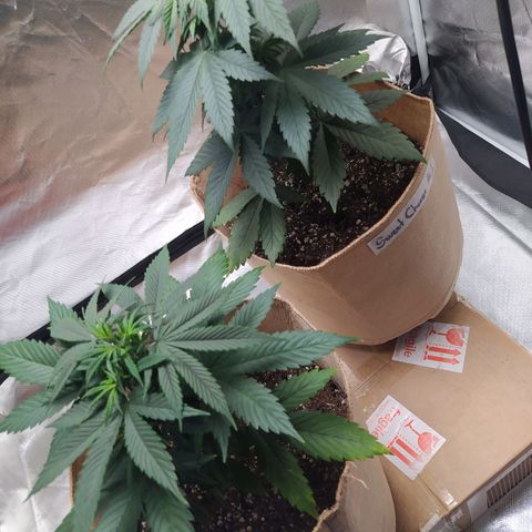 Sweet growlog photo: Both plants show transplant being successful and are taking back the nutrients for growing

Topping has shown it's results forming 2 new top collas on both plants.

Green crack is not that big now, is kinda bushy but sweet cheese has shown rapid growth and is the tallest of the tent.