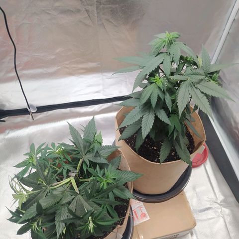 Sweet growlog timeline photo