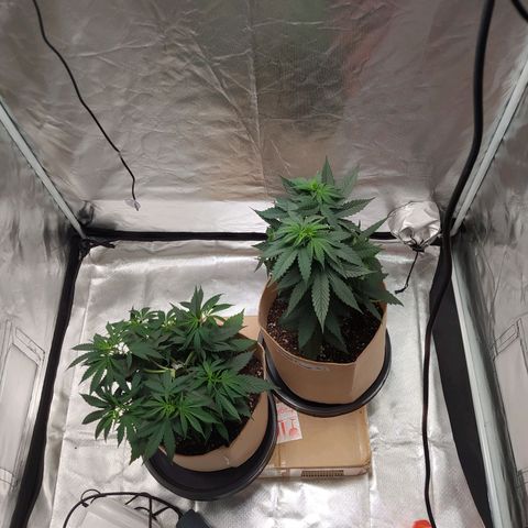 Sweet growlog photo: I started some lst process in both plants.

The one better responding to this is GC, sweet instead it's so rigid and it's not showing signs of getting it's collas bigger.

Will keep trying to bend those over.