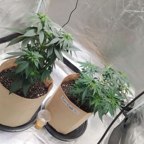 Sweet growlog photo: Light defoliation was performed

First top dress feeding on both plants. 10gr Terp tea veg x 3gal

