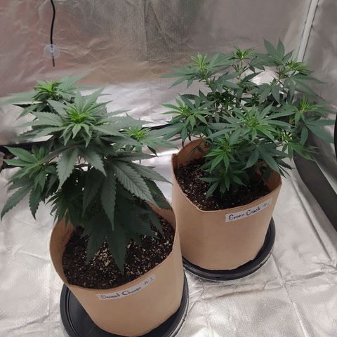 Sweet growlog photo: Light defoliation was performed

First top dress feeding on both plants. 10gr Terp tea veg x 3gal

