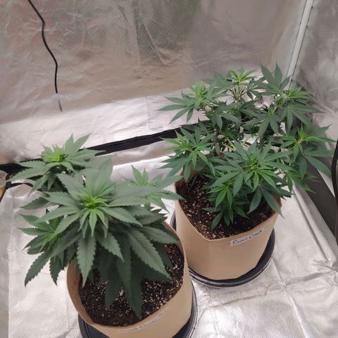 Sweet growlog photo: Light defoliation was performed

First top dress feeding on both plants. 10gr Terp tea veg x 3gal

