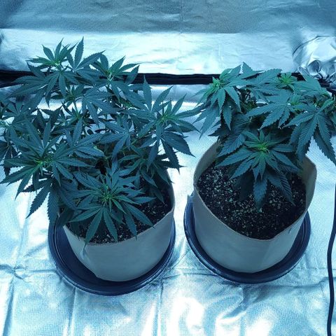 Sweet growlog timeline photo