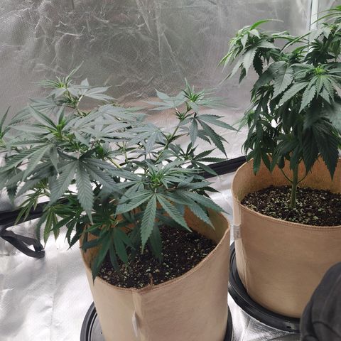 Sweet growlog timeline photo