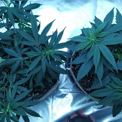 Sweet growlog timeline photo