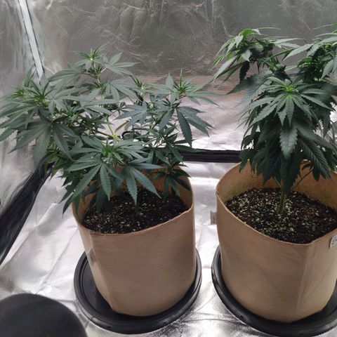 Sweet growlog timeline photo