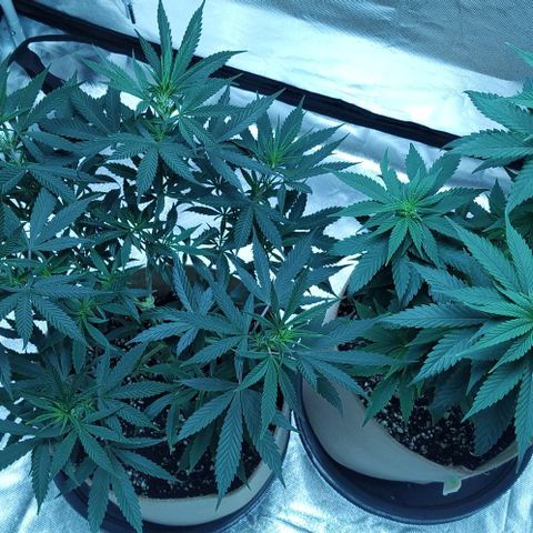 Sweet growlog photo: Plants look healthy af

Still working on the pest control for fungus gnats.

I found out that the fuckers were living in the bag of soil I had for the plants. Therefore I need to get a new bag of soil.

Plants are a little behind on the scheduled feeding since I need to get the amendments first

pH ranged 6.5/6.7