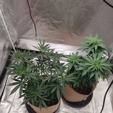 Sweet growlog photo: Plants look healthy af

Still working on the pest control for fungus gnats.

I found out that the fuckers were living in the bag of soil I had for the plants. Therefore I need to get a new bag of soil.

Plants are a little behind on the scheduled feeding since I need to get the amendments first

pH ranged 6.5/6.7
