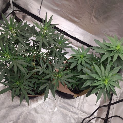 Sweet growlog photo: Plants look healthy af

Still working on the pest control for fungus gnats.

I found out that the fuckers were living in the bag of soil I had for the plants. Therefore I need to get a new bag of soil.

Plants are a little behind on the scheduled feeding since I need to get the amendments first

pH ranged 6.5/6.7