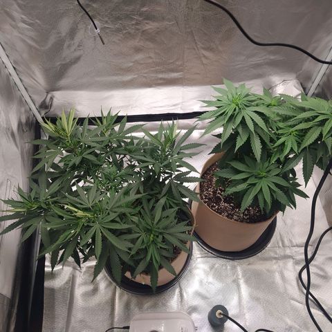Sweet growlog timeline photo