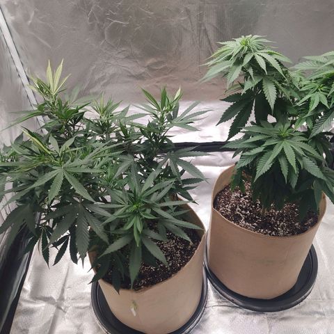 Sweet growlog timeline photo