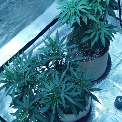 Sweet growlog timeline photo