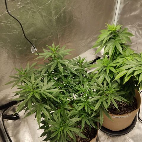Sweet growlog photo: Top dress feeding done
Light defoliation done

We are 1 week before flowering 