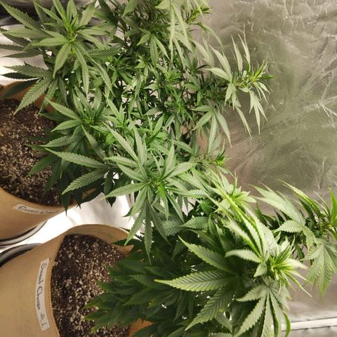 Sweet growlog photo: Top dress feeding done
Light defoliation done

We are 1 week before flowering 