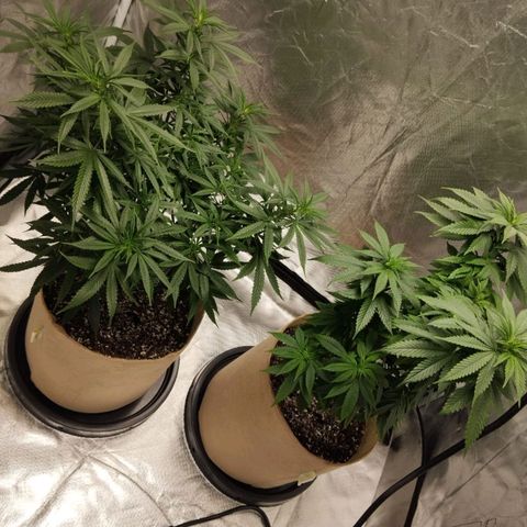 Sweet growlog photo: Top dress feeding done
Light defoliation done

We are 1 week before flowering 