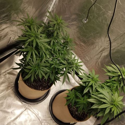 Sweet growlog photo: Top dress feeding done
Light defoliation done

We are 1 week before flowering 