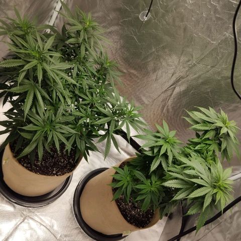 Sweet growlog photo: Top dress feeding done
Light defoliation done

We are 1 week before flowering 