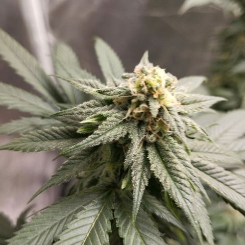 Sweet growlog photo: Las bebés 
