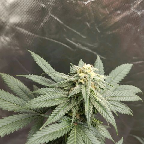 Sweet growlog photo: Las bebés 