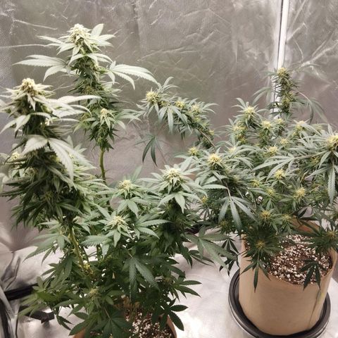 Sweet growlog photo: Las bebés 