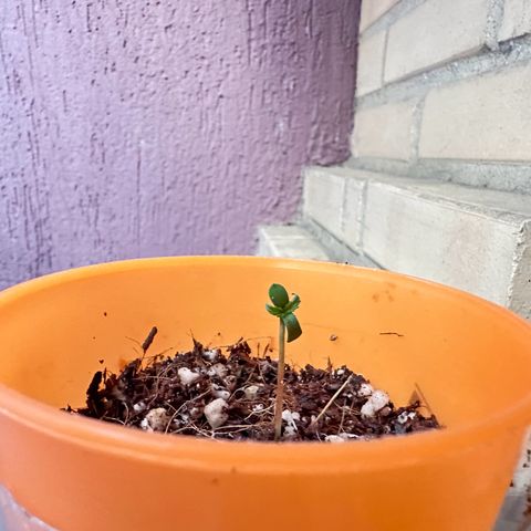 Mary growlog photo: Bom dia papai.