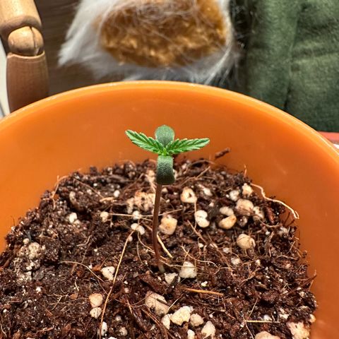 Mary growlog timeline photo