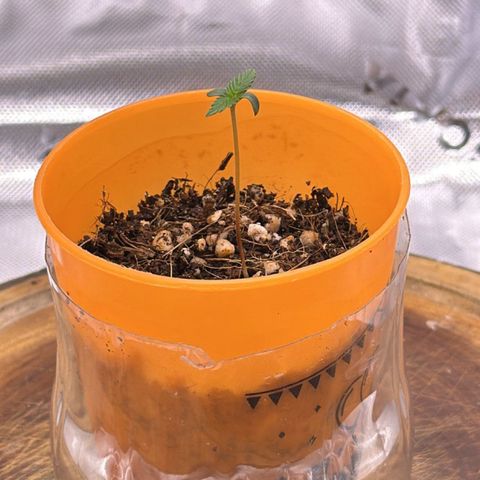 Mary growlog photo: D4 de plântula, saudável, folhas sem manchas, caule firme 😍😍