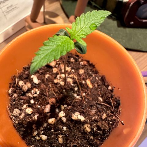 Mary growlog photo: Crescendo papai 🥰🥰
