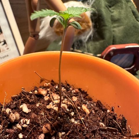 Mary growlog photo: Crescendo papai 🥰🥰