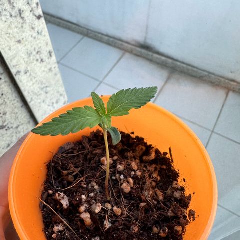 Mary growlog photo: 1 semana de fase de plântula, centro dos folhas mais claras, talvez luz muito forte.