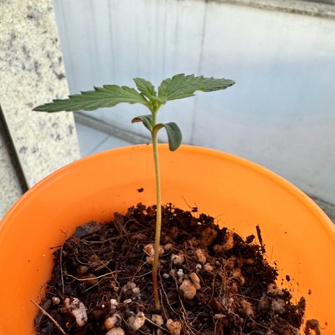 Mary growlog photo: 1 semana de fase de plântula, centro dos folhas mais claras, talvez luz muito forte.